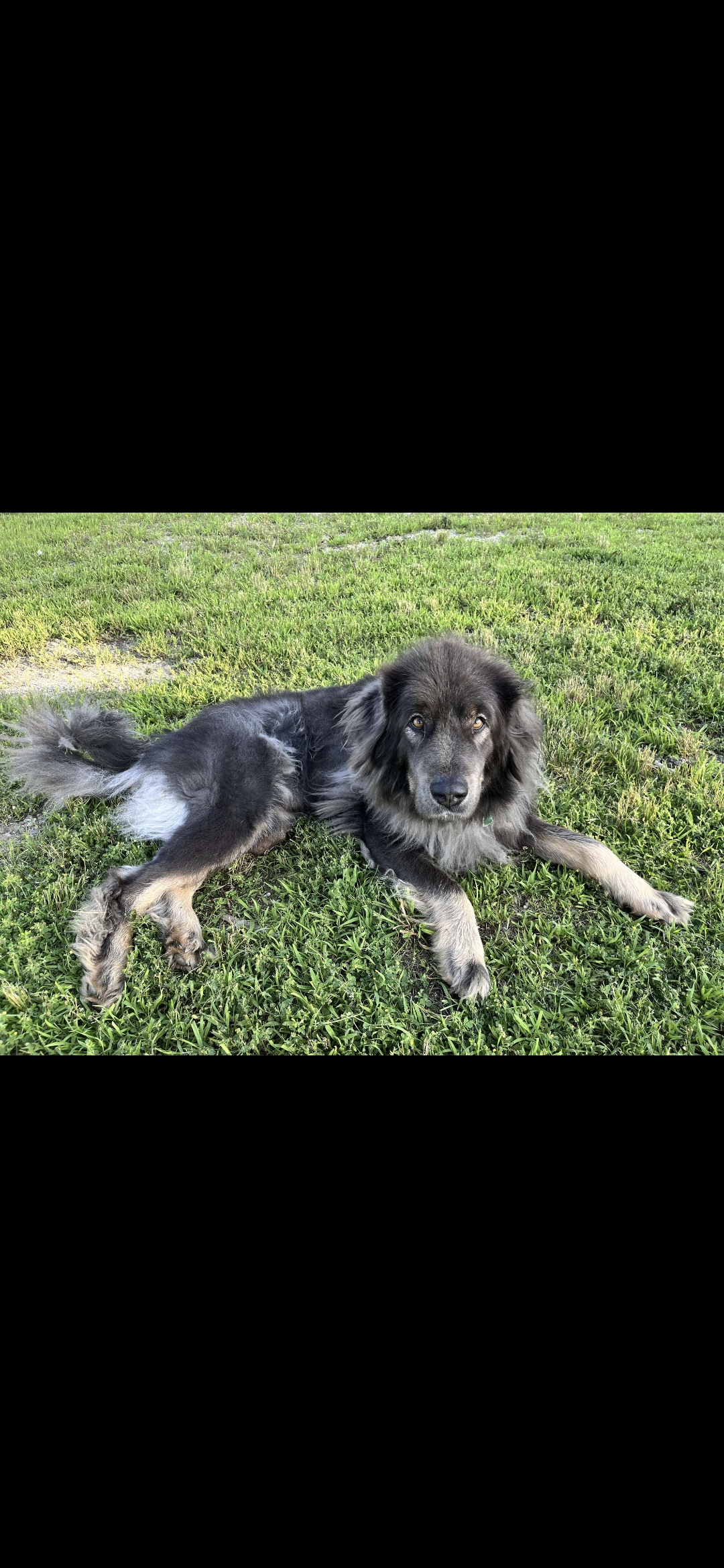 Large breed dog