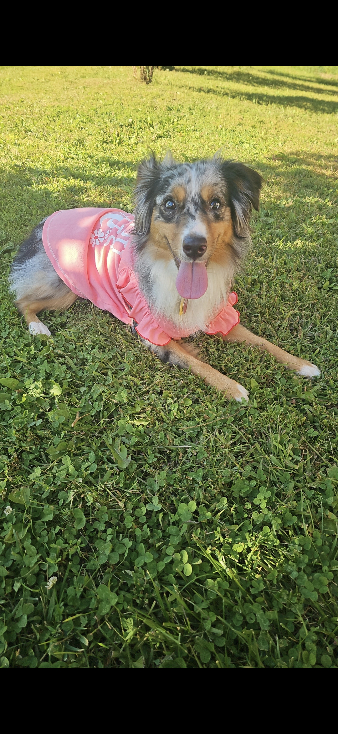 Happy dog in a pink shirt