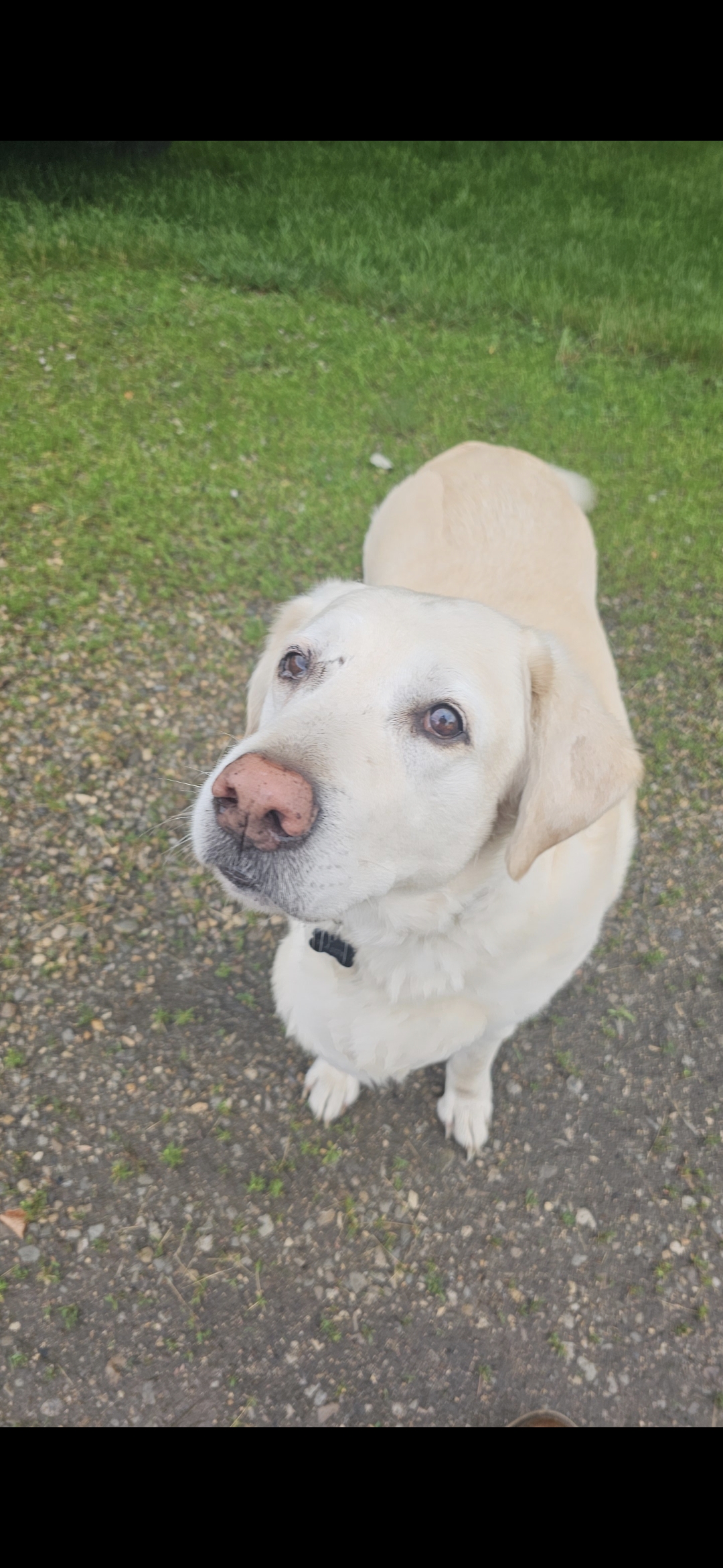 Labrador