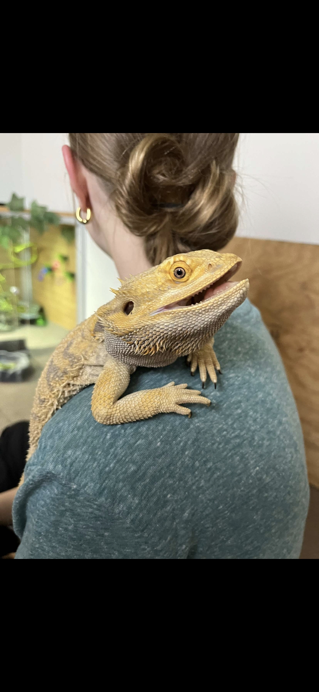Bearded Dragon